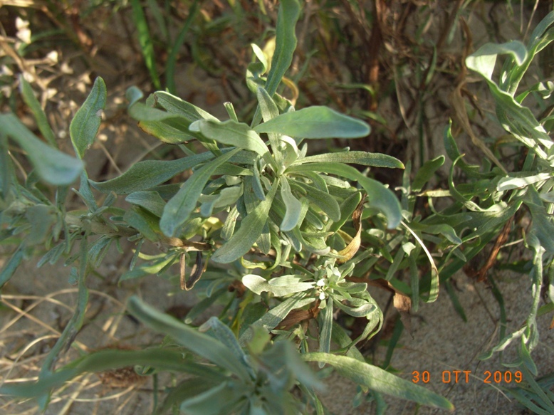 Artemisia caerulescens